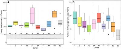 No apparent cost of disease resistance on reproductive output in Acropora cervicornis genets used for active coral reef restoration in Florida